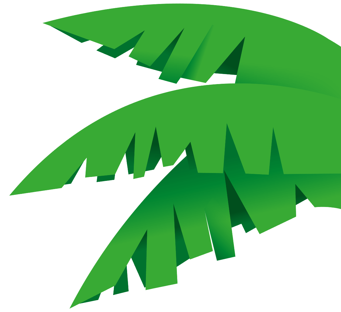 drei grüne Kaba Palmenblätter