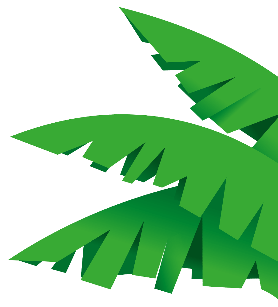 drei grüne Kaba Palmenblätter